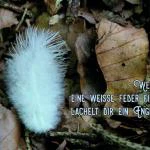 ENGEL - immerwährend