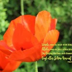 Momente für die Seele - immerwährend