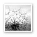 Postkarte Pusteblume