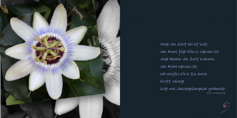 emotions - Blumen mit Zitaten