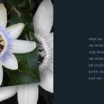 emotions - Blumen mit Zitaten
