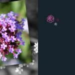 emotions - Blumen mit Zitaten