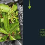 emotions - Blumen mit Zitaten