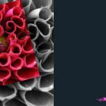 emotions - Blumen mit Zitaten