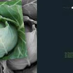 emotions - Blumen mit Zitaten