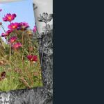 emotions - Blumen mit Zitaten