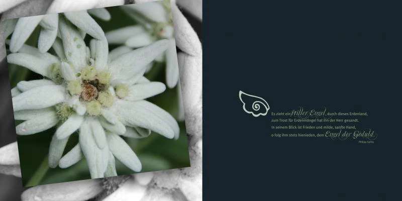emotions - Blumen mit Zitaten