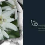 emotions - Blumen mit Zitaten