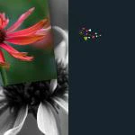 emotions - Blumen mit Zitaten